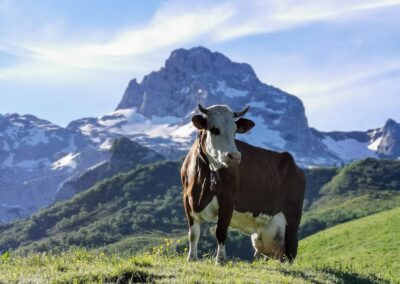 vache-reblochon-aravis