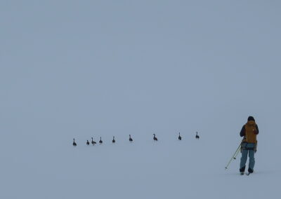 ski-oiseaux-groenland